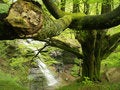Free European Or Common Beech Stock Images - 2897654