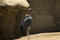 Free Bird, Vulture Stock Images - 2890064
