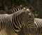 Free Zebra Royalty Free Stock Image - 2890086