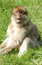 Free Monkey Stock Photos - 2894213