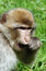 Free A Monkey Royalty Free Stock Photos - 2894218