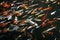 Free Carp Royalty Free Stock Photos - 2895928