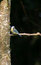 Free Blue Tit (cyanistes Caeruleus) Royalty Free Stock Photos - 2897888