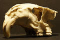 Free Marmot Skull Royalty Free Stock Photography - 291217