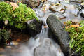 Free Blurry Stream Stock Photo - 291390