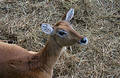 Free Young Waterbuck 2 Royalty Free Stock Photos - 291508