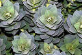 Free Euphorbia Myrsinites Stock Images - 292914