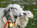Free A Sheep And Her Lamb Royalty Free Stock Images - 295279