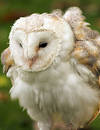 Free Barn Owl Royalty Free Stock Photography - 296177