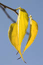 Free Three Leafs Royalty Free Stock Photography - 296617