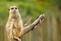 Free Meerkat Royalty Free Stock Photos - 298058