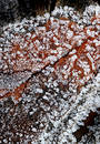 Free Frozen Leaf (macro) Royalty Free Stock Photos - 298338