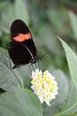 Free Drinking Nectar Stock Images - 299294