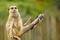 Free Meerkat Royalty Free Stock Photos - 298058