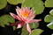 Free Pink Water Lily Stock Photo - 298400