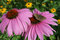 Free Purple Daisies With Moth Stock Images - 2900184
