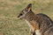 Free Wallaby Profile Stock Photos - 2903643