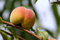 Free Apricot Royalty Free Stock Images - 2907689