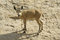 Free Ibex In The Dead Sea Area Stock Photos - 2916693