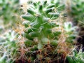 Free Cactus Forest Royalty Free Stock Photos - 2922618