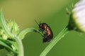 Free Metallic Bug Stock Photos - 2925113