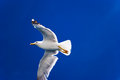 Free Flying Seagull Only Stock Photo - 2926420