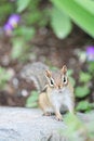 Free Adorable Chipmunk 2 Royalty Free Stock Image - 2929326