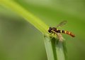 Free Fancy Wasp Stock Image - 2930291