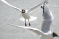 Free Seagull Flying Royalty Free Stock Image - 2932956