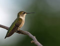 Free Ruby-Throated Hummingbird Stock Images - 2933194