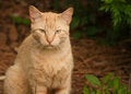 Free Cat On Natural Background Stock Images - 2933694