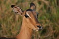 Free Female Impala Head Stock Photo - 2939550