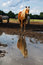 Free The Horse And Reflection Royalty Free Stock Images - 2932039