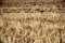 Free Straw Stock Photography - 2934902