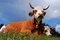 Free Cow Stock Photo - 2937140