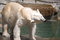 Free Polar Bear Shake Stock Photography - 2937522