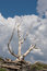 Free Barren Tree Royalty Free Stock Photo - 2937565