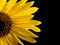 Free Sunflower Macro Stock Images - 2937734