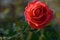 Free Red Rose Royalty Free Stock Image - 29391576