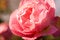 Free Pink Roses Stock Photos - 29391593