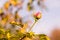 Free Red Rose Royalty Free Stock Photo - 29391595