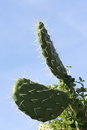 Free Prickly Pear Leaves Stock Photos - 2943953