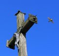 Free Sorrow And Life Royalty Free Stock Images - 2945529