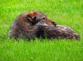 Free Dog On The Grass Royalty Free Stock Photos - 2946018