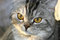Free Grey Cat. Yellow Eyes. Stock Photography - 2945522