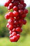 Free Delicious Cluster Of Grapes Stock Photos - 2948483