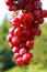 Free Delicious Cluster Of Grapes Stock Photos - 2948513