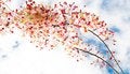 Free Sakura Flowers Blooming Blossom Stock Photography - 29432122