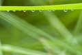 Free Grass With Hanging Droplets Royalty Free Stock Photo - 2951135