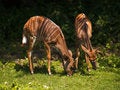 Free Feeding Young Antelopes Stock Images - 2951144